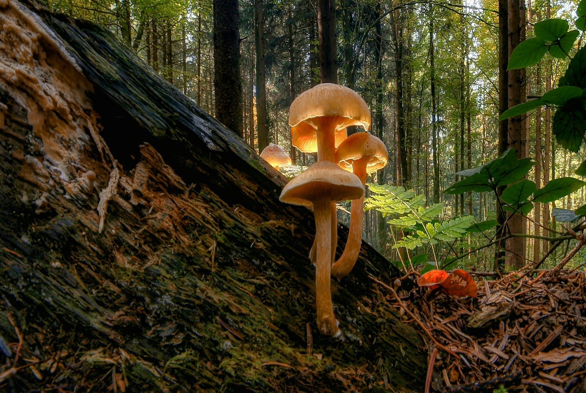 brown mushroom on brown tree trunk